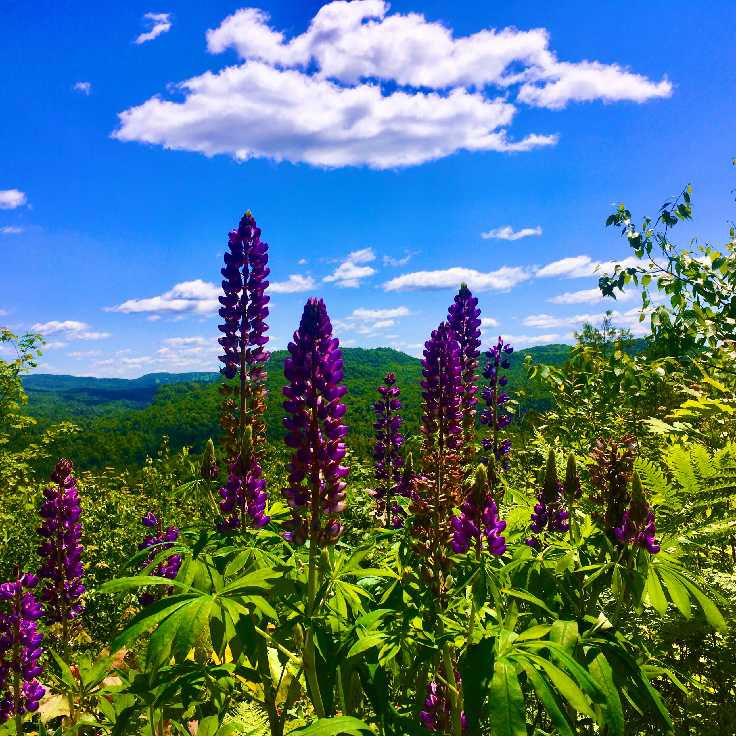 Wild Lupins abound